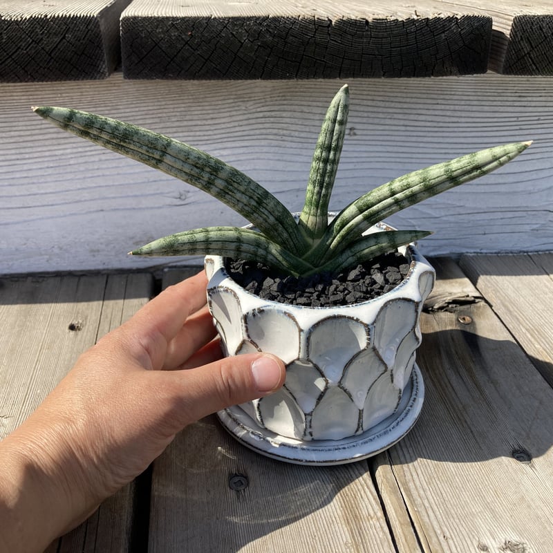 サンスベリア ボンセレンシス 鉢入 | Home&Plants サンスベリア ボンセレンシス 鉢入 | Home&Plants