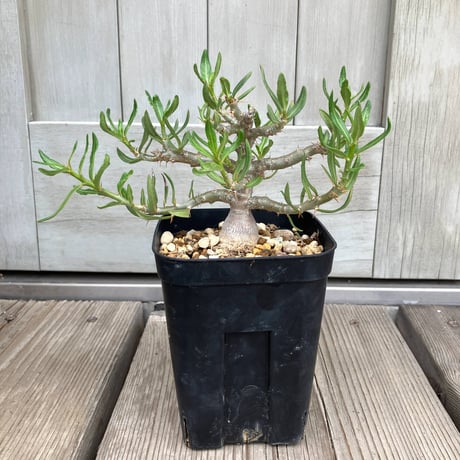 パキポディウム　ビスピノーサム　現地球　国内長期管理株 pachypodium bispinosum 《小さめM size》※現地球発根後店主国内