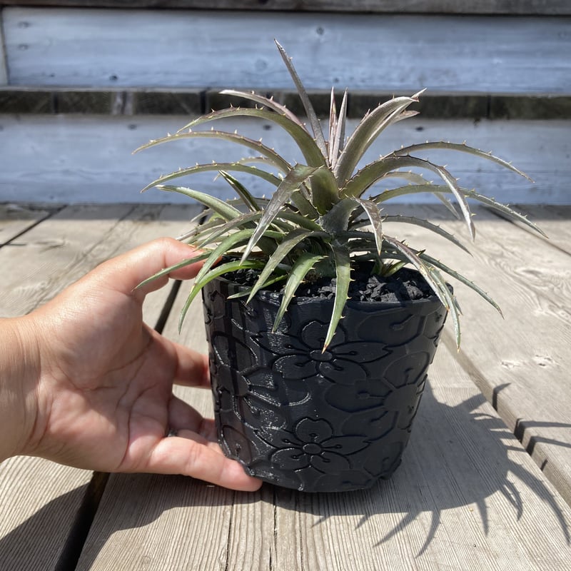 BOTANIZE × 然ZEN 鉢 植木鉢 ボタナイズ　ディッキア dyckia 送料無料】braunii〔ディッキア〕D0000 | plane plants