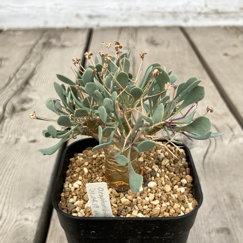 2356：オトンナ ユーフォルビオイデス【MB】 HPN② | Home&Plants