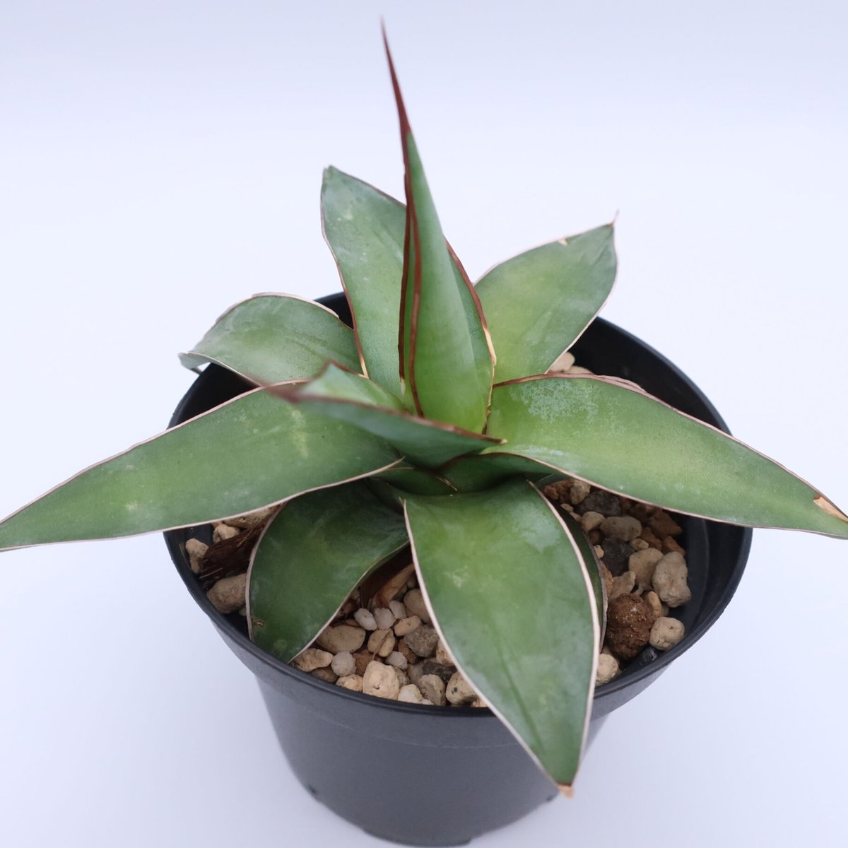 アガベ インプレッサ 3.5号 | Home&Plants