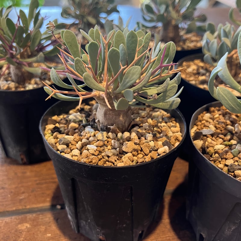 オトンナ ユーフォルビオイデス 丸株 実生1年半 20株セット オトンナ