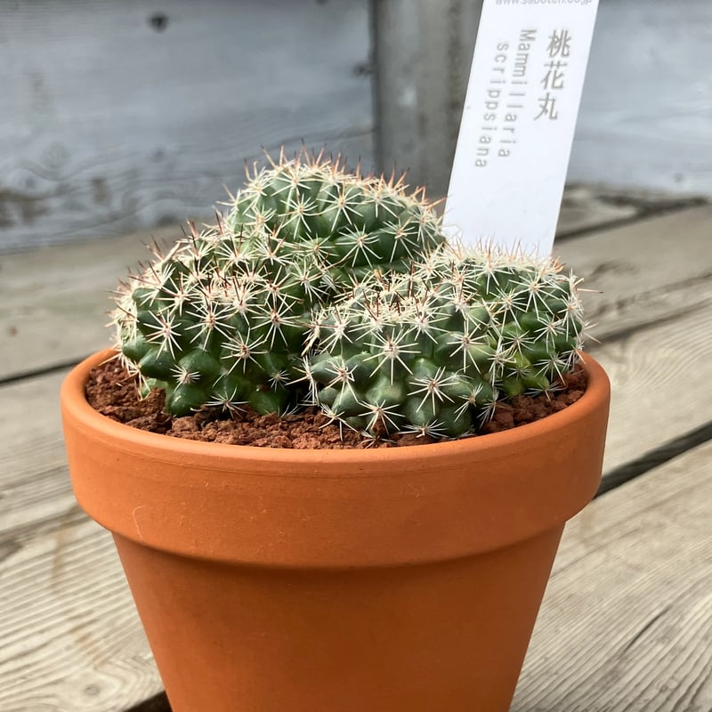 サボテン群生 桃花丸(素焼鉢) 3号 | Home&Plants