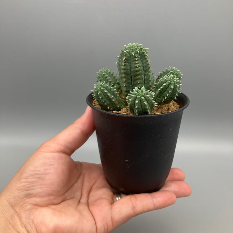 ユーフォルビア マミラリス 3号 HPN② | Home&Plants