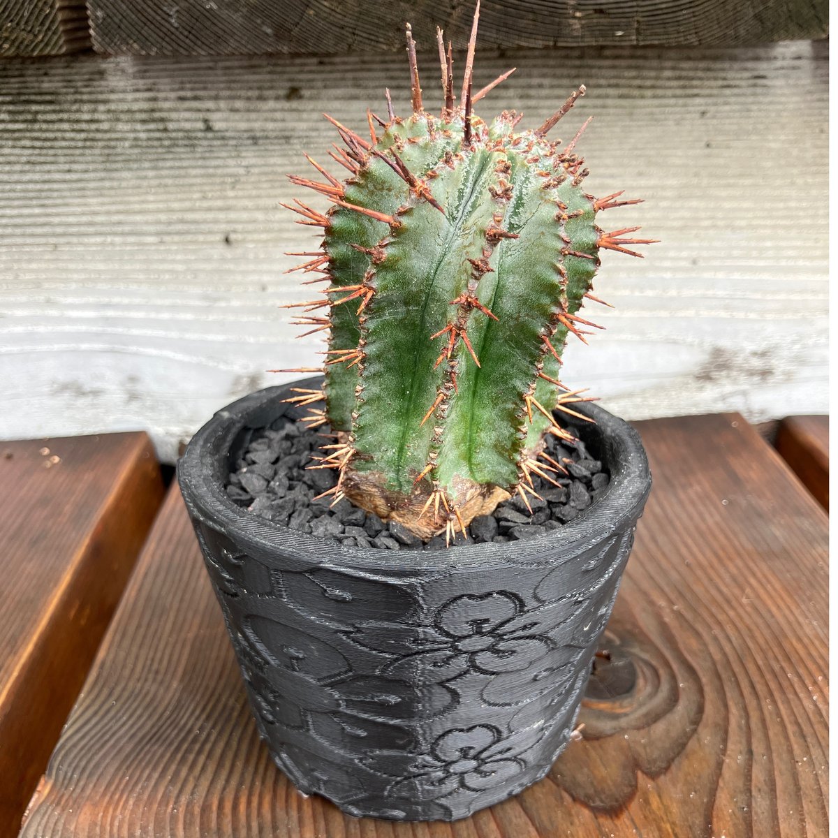 ユーフォルビアホリダ　鉢ごと ユーフォルビア ホリダ 3D鉢 HPN① | Home&Plants