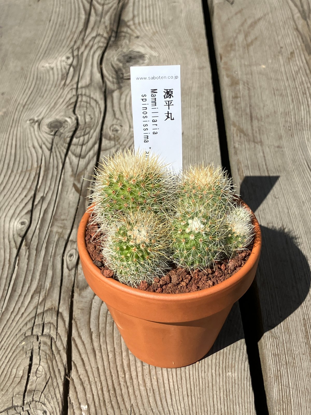 サボテン群生 源平丸②(素焼鉢) 3号 | Home&Plants サボテン群生 源平丸②(素焼鉢) 3号 | Home&Plants