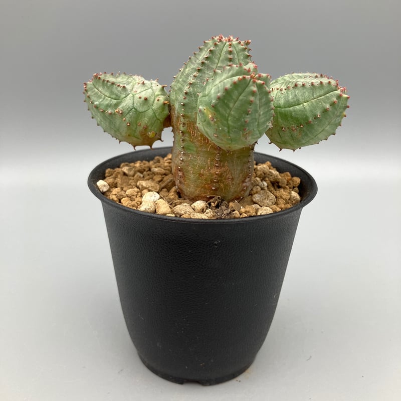 3号WY》ユーフォルビア オールド オベサ 雌株 ユーフォルビア オベサ S