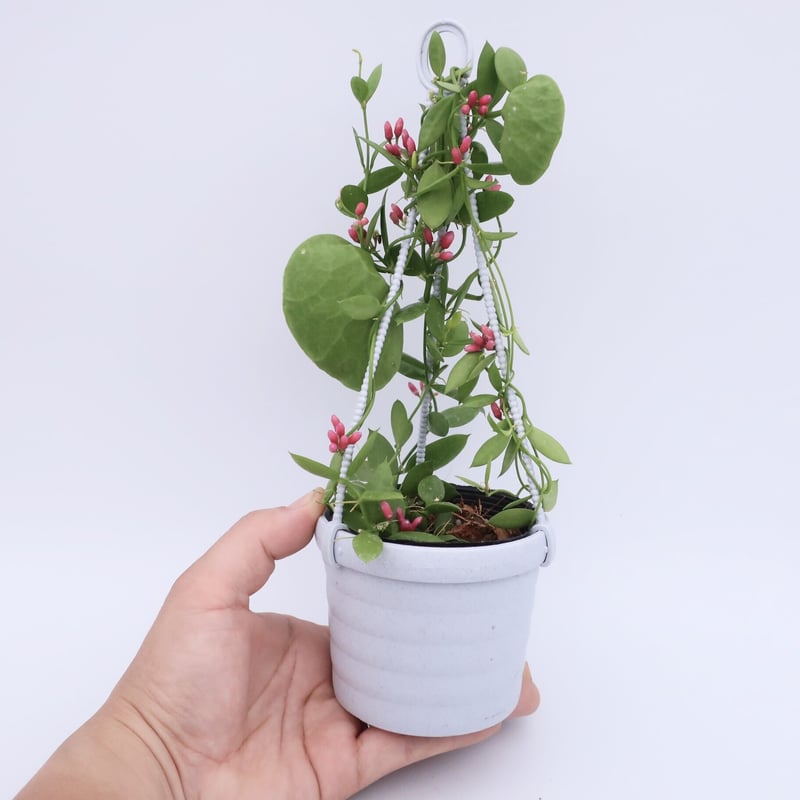 カンガルーポケット 3号 ③ | Home&Plants