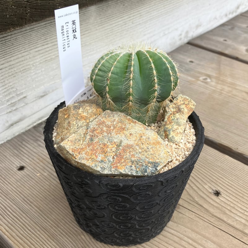 サボテン 3D鉢 Habitat Style | Home&Plants