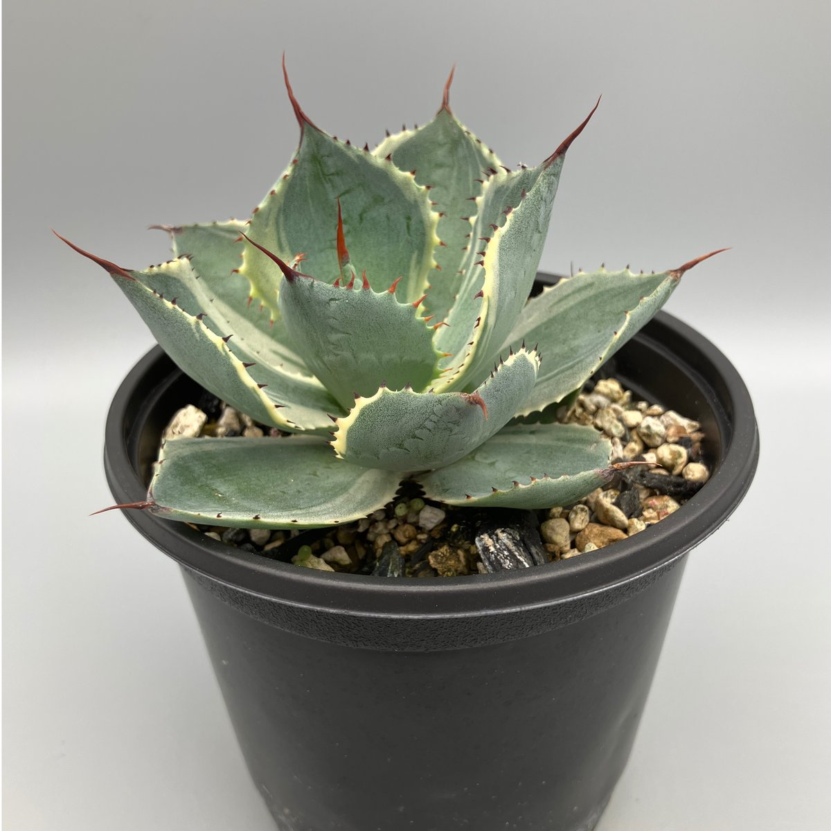 アガベ Ryu 2293：アガベ 雷神錦 20【U-A 1109】 HPN② | Home&Plants