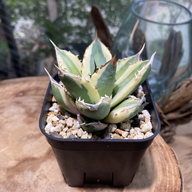 鉢ごと】 アガベ チタノタ スナグルトゥース agave titanota 鉢ごと】 アガベ チタノタ スナグルトゥース agave titanota