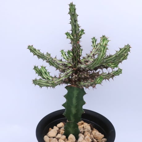 サボテン 短棘天平丸 接ぎ木 接ぎ木 | STORES