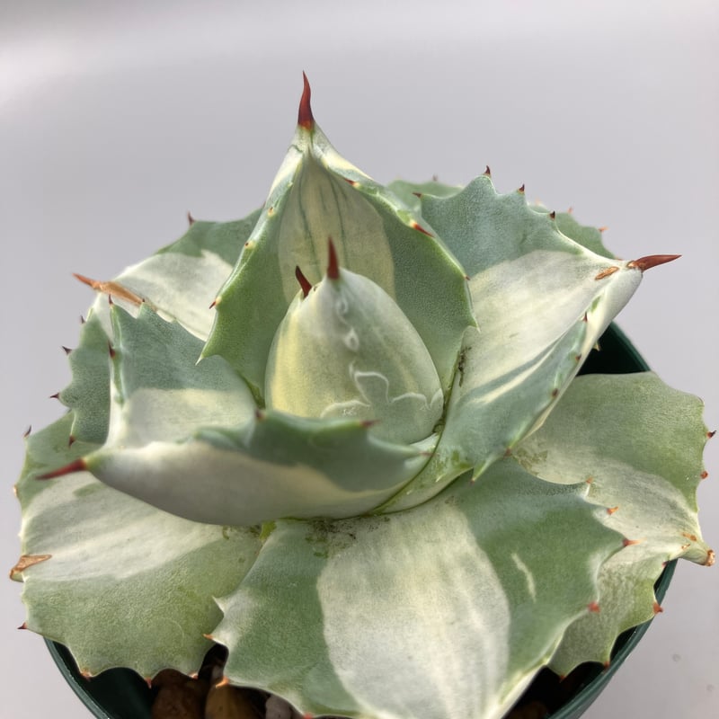 553：アガベ ポタトラム バリエガータ 王妃雷神 | Home&Plants