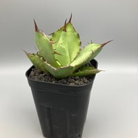 1210：アガベ 王妃兜蟹錦【U-A】HPN① | Home&Plants