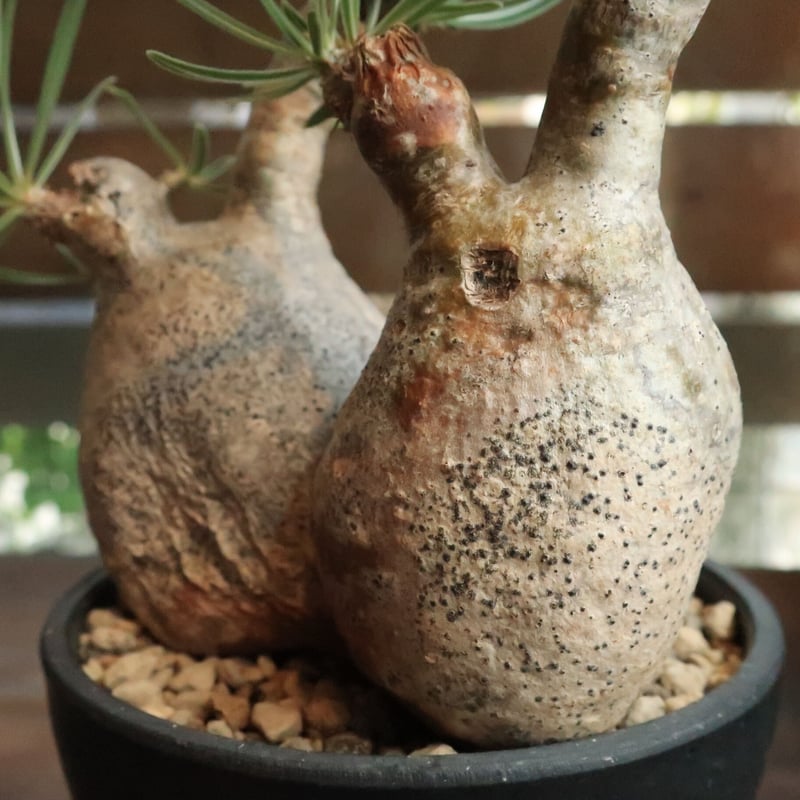 パキポディウム グラキリス 双頭株 | Home&Plants