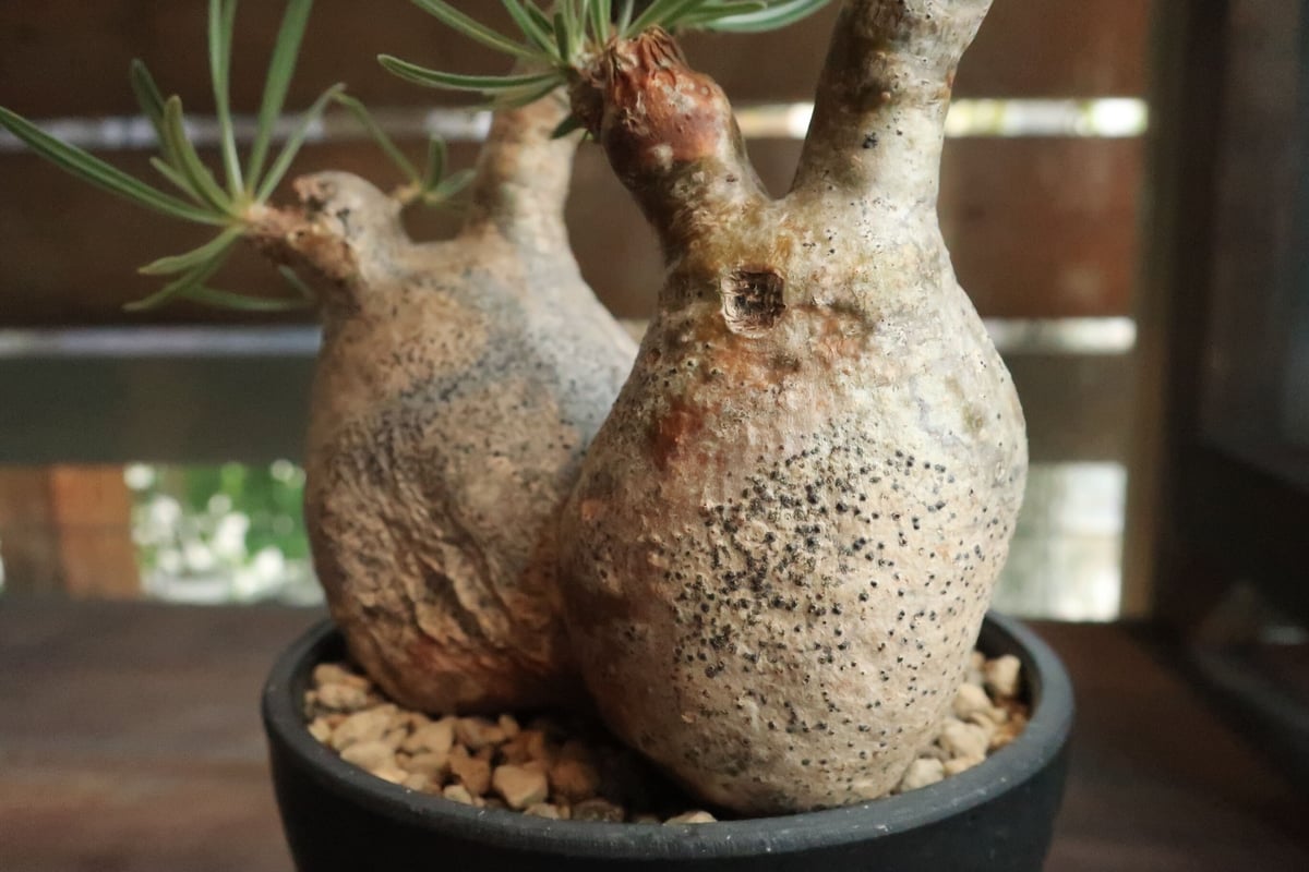パキポディウム グラキリス 双頭株 | Home&Plants