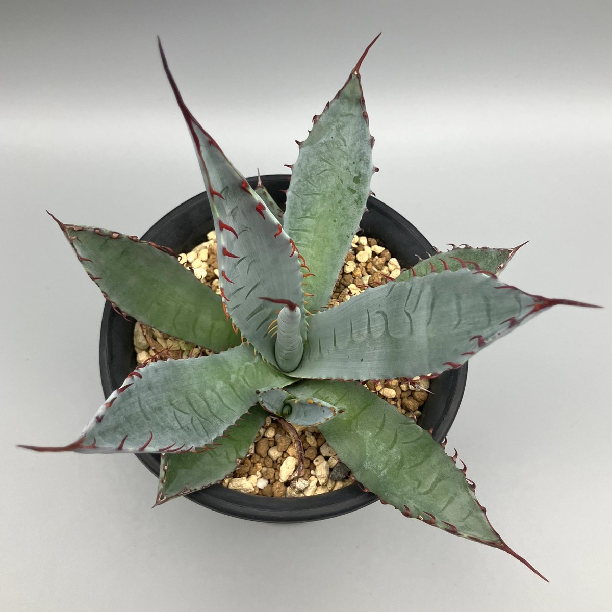 観葉植物　　アガベ　屈原の舞扇 Agave 'Kutsugen no Maiougi' 屈原の舞扇 アガベ 多肉植物