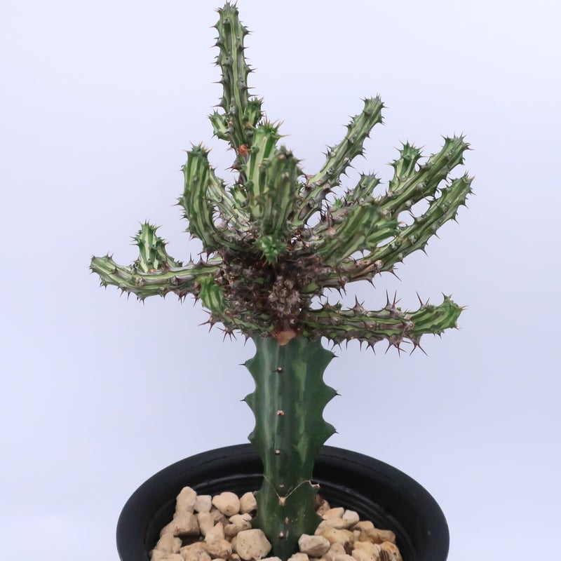 久しぶりに Euphorbia : Bizarre Plants 希少珍種 ユーフォルビア