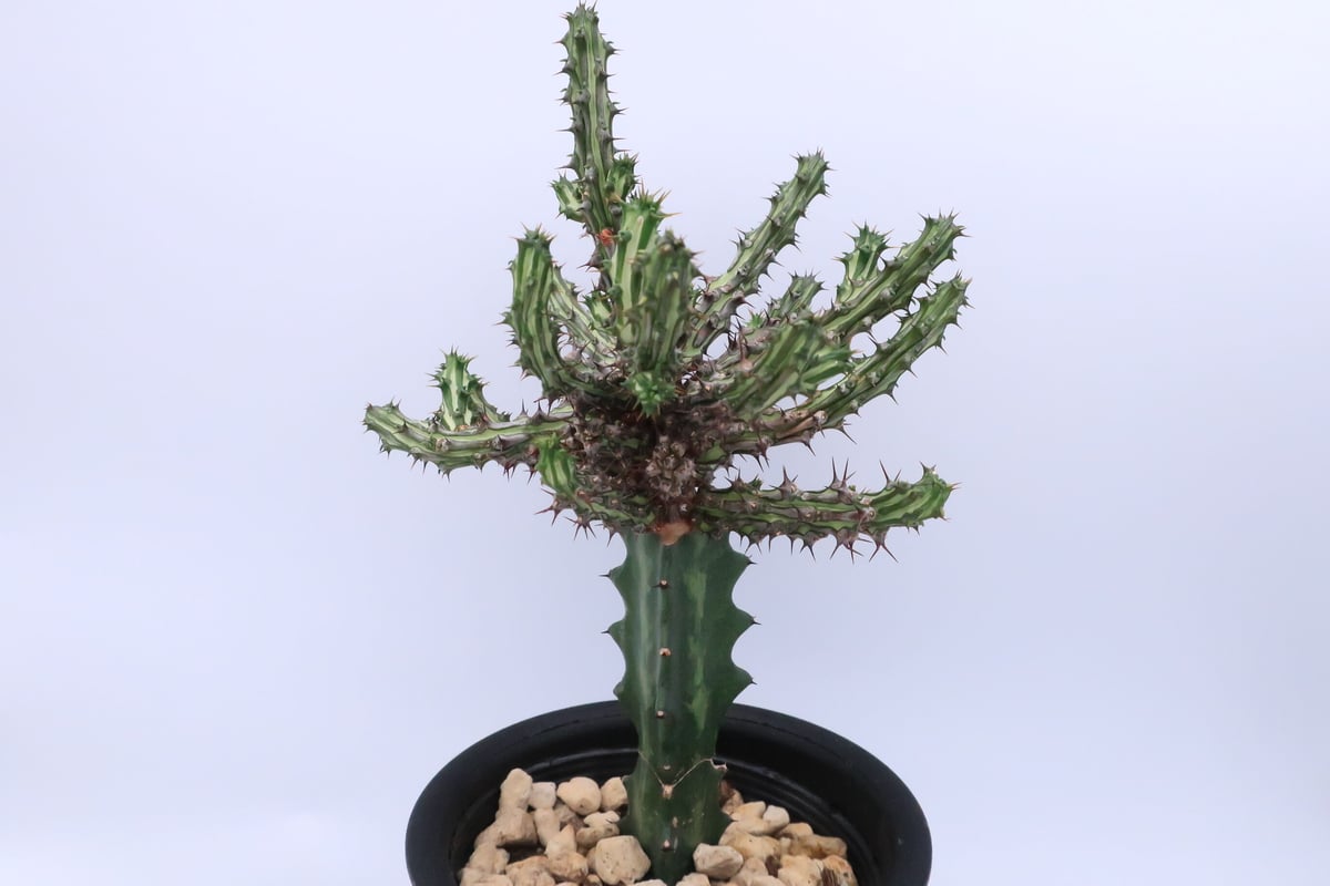 ユーフォルビア・シザカンサ | Home&Plants