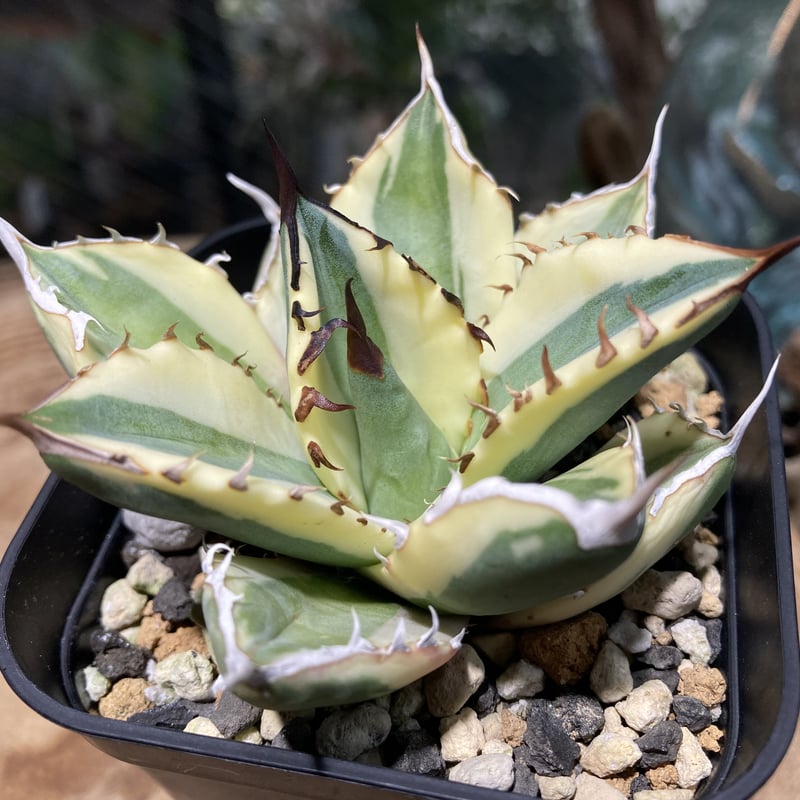 アガベ チタノタ スナグルトゥース HPN① | Home&Plants アガベ チタノタ スナグルトゥース HPN① | Home&Plants