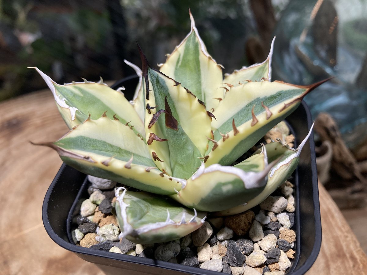 アガベ チタノタ スナグルトゥース HPN① | Home&Plants アガベ チタノタ スナグルトゥース HPN① | Home&Plants