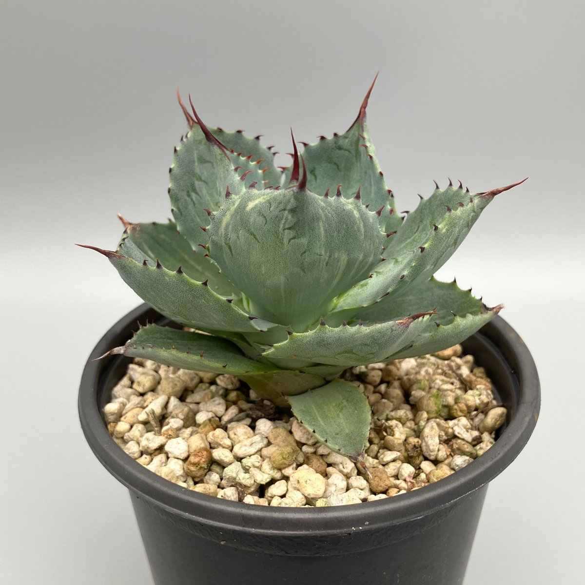 jaga be　アガベ 2297：アガベ 風雷神錦【U-A 1109】 HPN② | Home&Plants