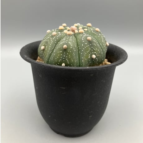 CATEGORY ユーフォルビア | Home&Plants