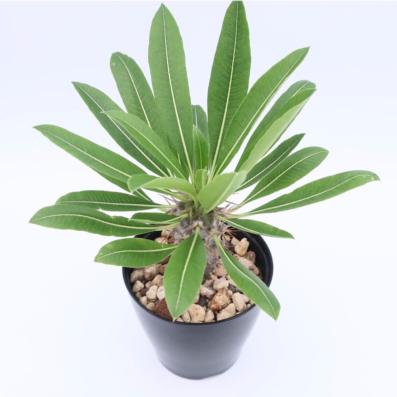 パキポディウム ラモスム 3.5号 ① | Home&Plants