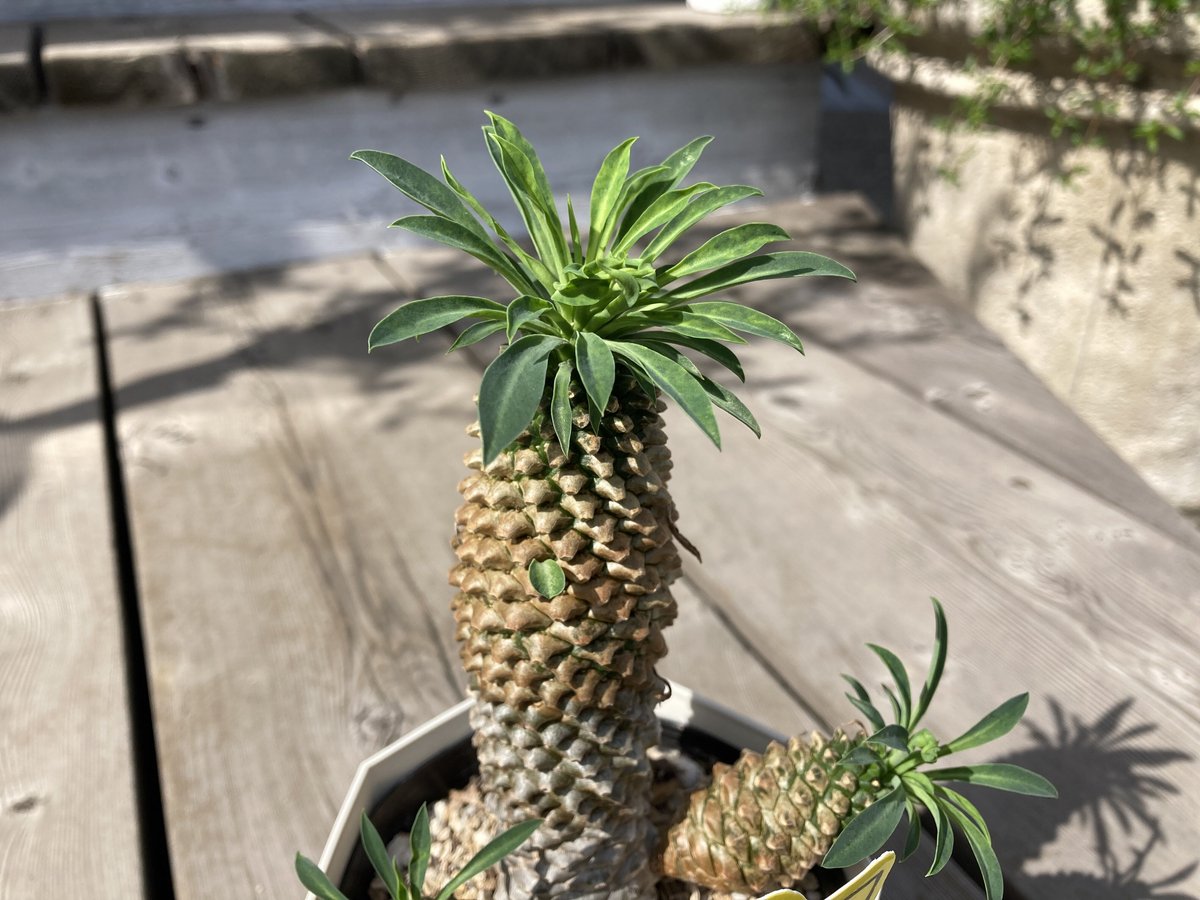 ユーフォルビア 蘇鉄麒麟 4号 | Home&Plants ユーフォルビア 蘇鉄麒麟 4号 | Home&Plants