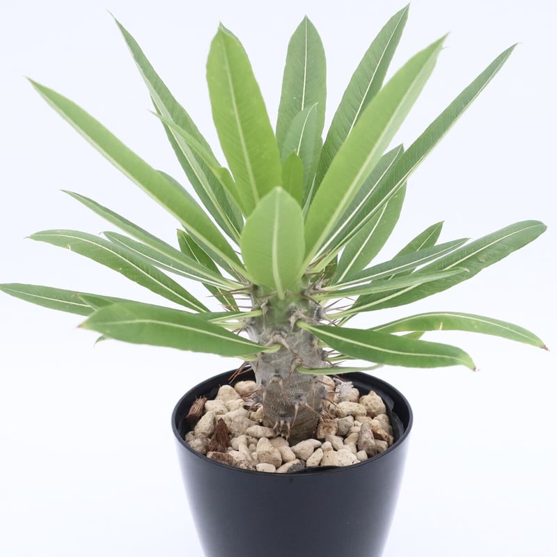 パキポディウム ラモスム 3.5号 ② | Home&Plants