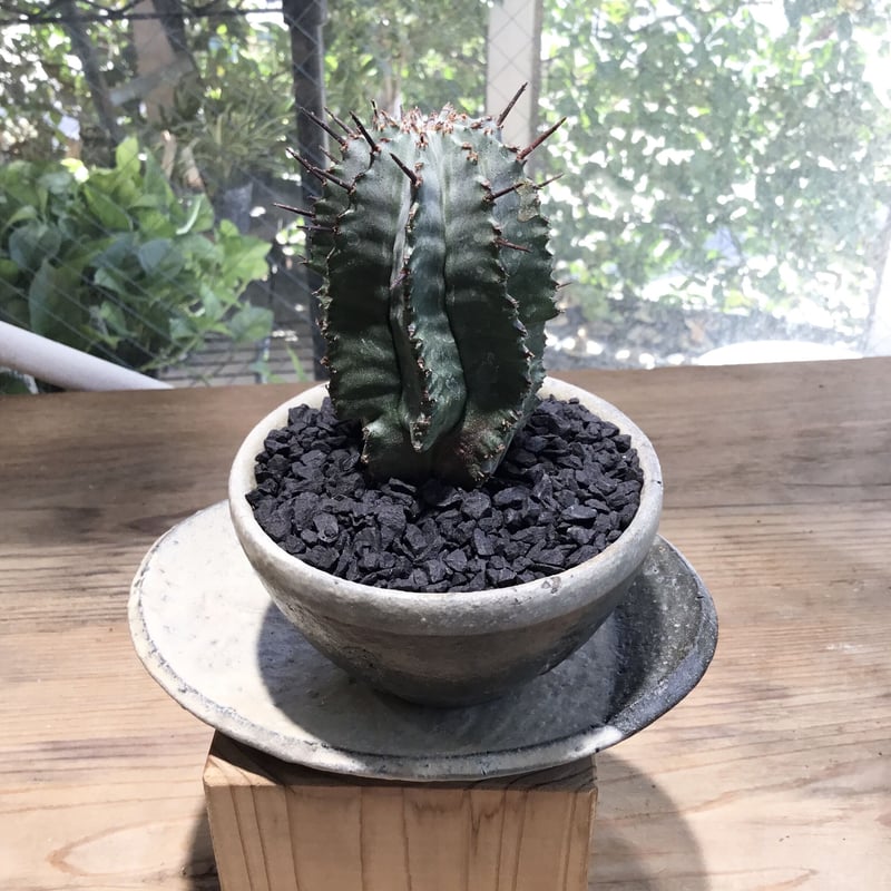 ユーフォルビア ホリダ 鉢植え鉢皿セット | Home&Plants ユーフォルビア ホリダ 鉢植え鉢皿セット | Home&Plants