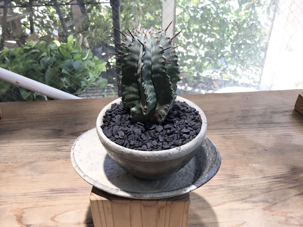 ユーフォルビア フィヘレネンシス 鉢皿付き 【公式通販】