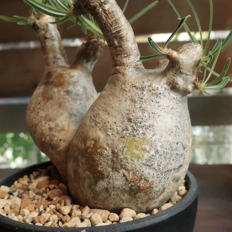 パキポディウム グラキリス 双頭株 | Home&Plants