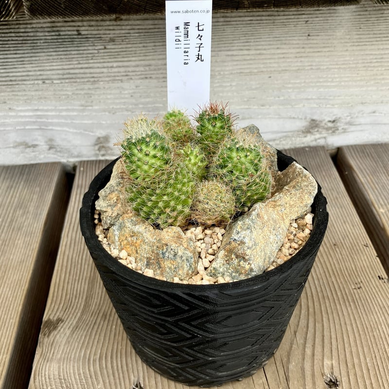 サボテン群生 3D鉢 Habitat Style | Home&Plants