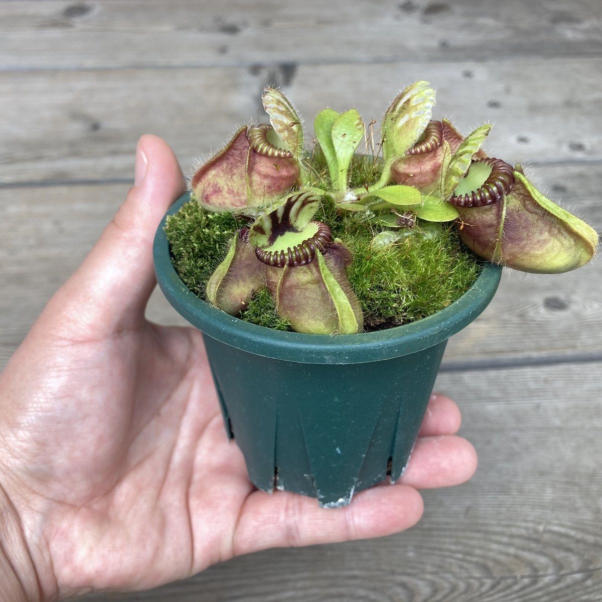 セファロタス フォリキュラリス Cephalotus follicularis Eden Black セファロタス フォリキュラリス Cephalotus follicularis Eden Black