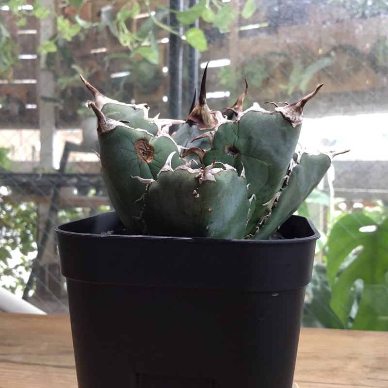 アガベ 牡丹葉白鯨【U-A】① | Home&Plants