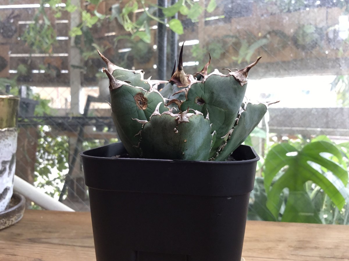 アガベ　白鯨　牡丹葉　大株 アガベ白鯨牡丹葉大株