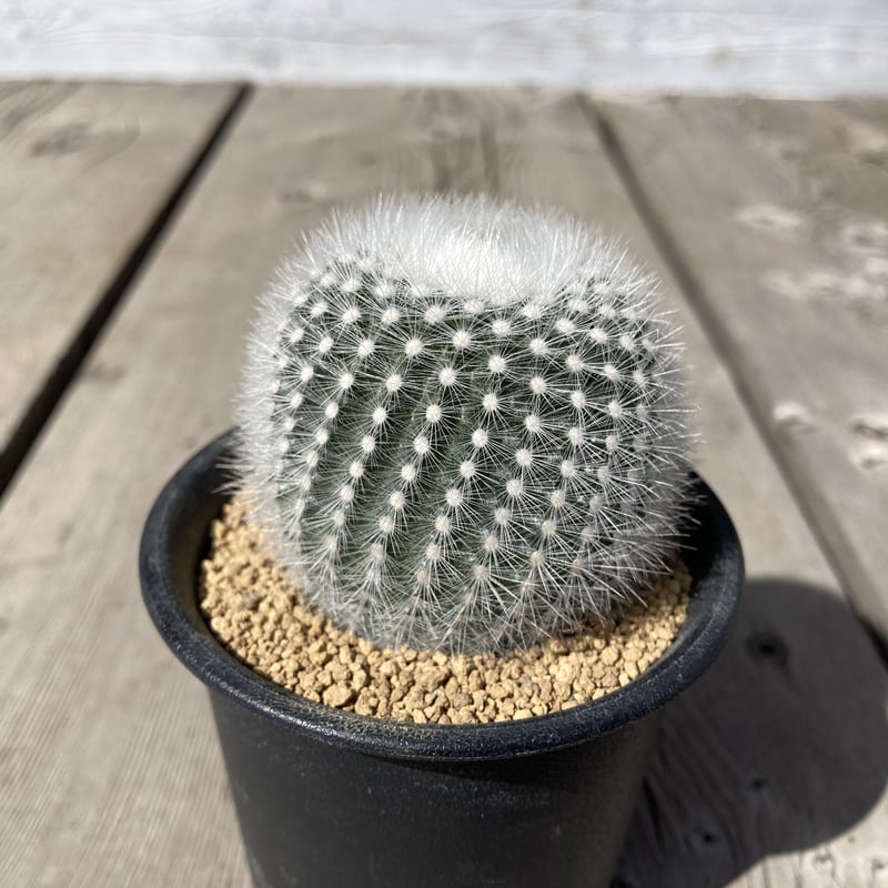 お値下げ★SATOKA Cactus White サトカ　カクタス お値下げ☆SATOKA Cactus White サトカ カクタス