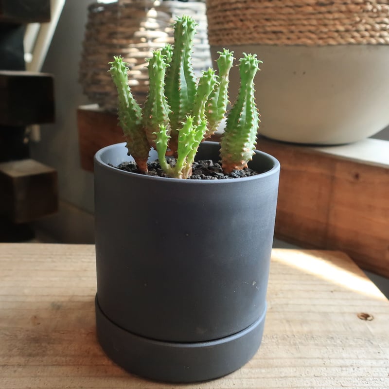 ユーフォルビア 陶器鉢 ユーフォルビア ホリダ 鉢植え鉢皿セット | Home&Plants
