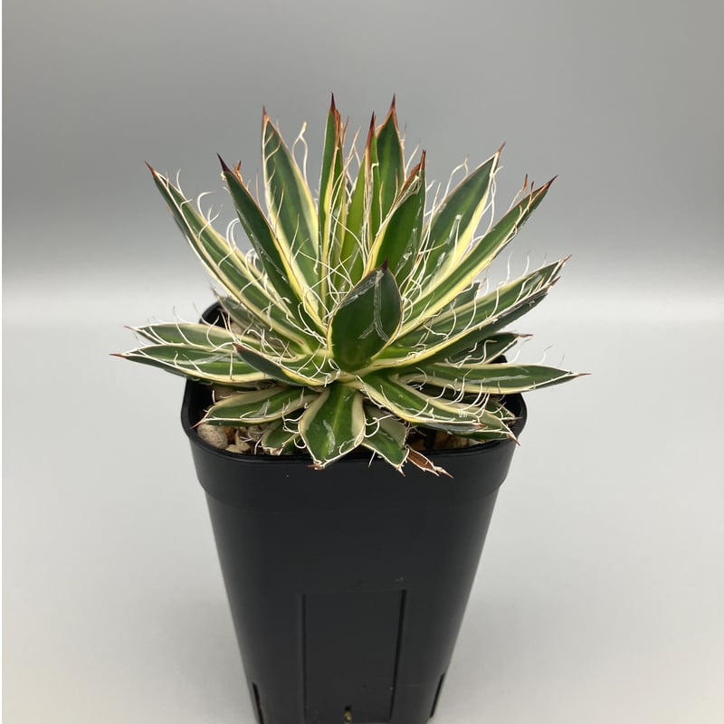 アガベ 姫乱雪錦【U-A】 | Home&Plants アガベ 姫乱雪錦【U-A】 | Home&Plants