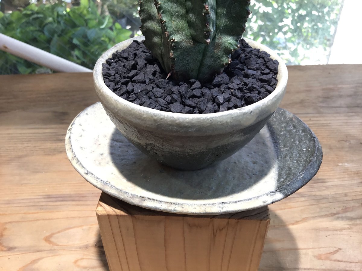 ユーフォルビア ホリダ 鉢植え鉢皿セット | Home&Plants