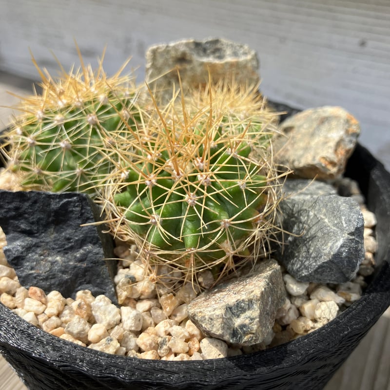 タマ fea33a37-a1ac-4999-bbac-