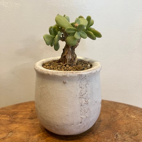 ピグマエア | STORES