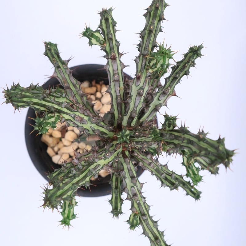 ユーフォルビア・シザカンサ | Home&Plants