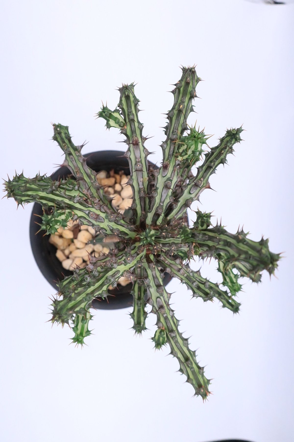 ユーフォルビア・シザカンサ | Home&Plants