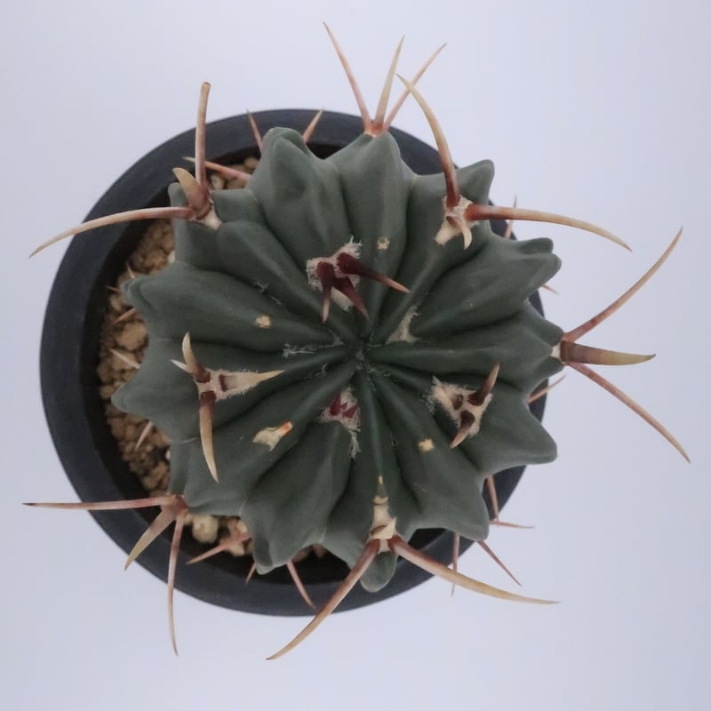 サボテン 竜剣丸 | Home&Plants
