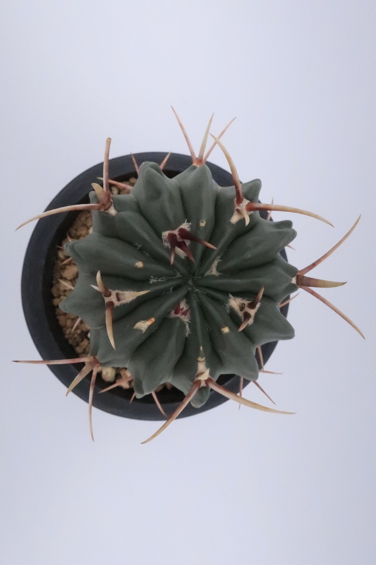 サボテン 竜剣丸 | Home&Plants