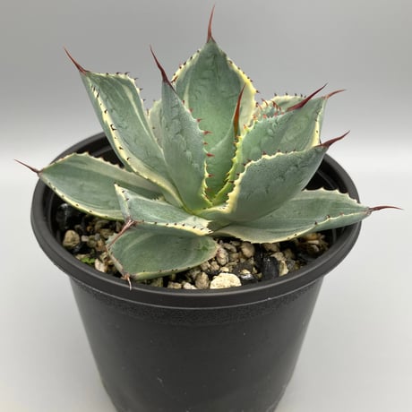 アガベ　雷神　Agave potatorum アガベ 雷神 1 Agave potatorum | My-Favthings