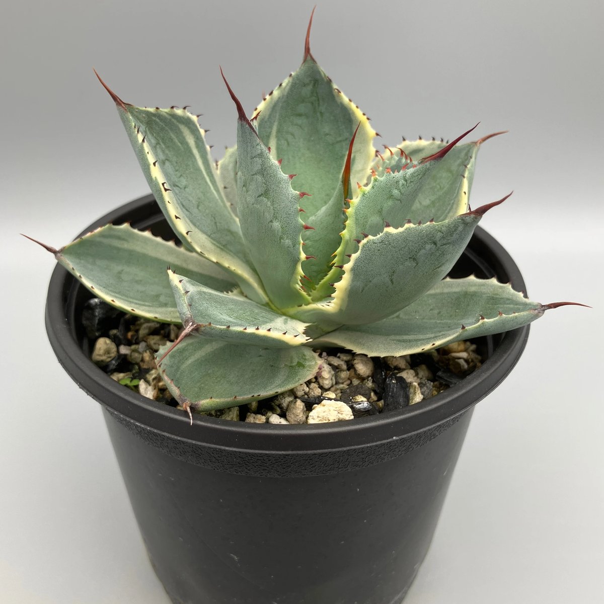 2293：アガベ 雷神錦 20【U-A 1109】 HPN② | Home&Plants