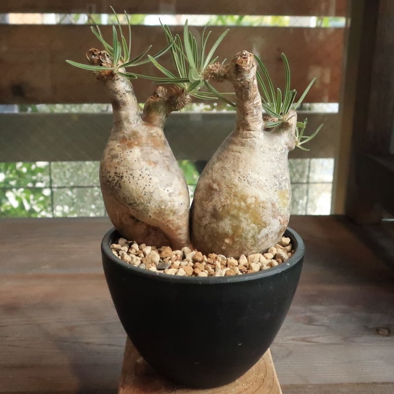 G*D様 パキポディウム グラキリス 発根済 ダブルベット 双頭 マルチ